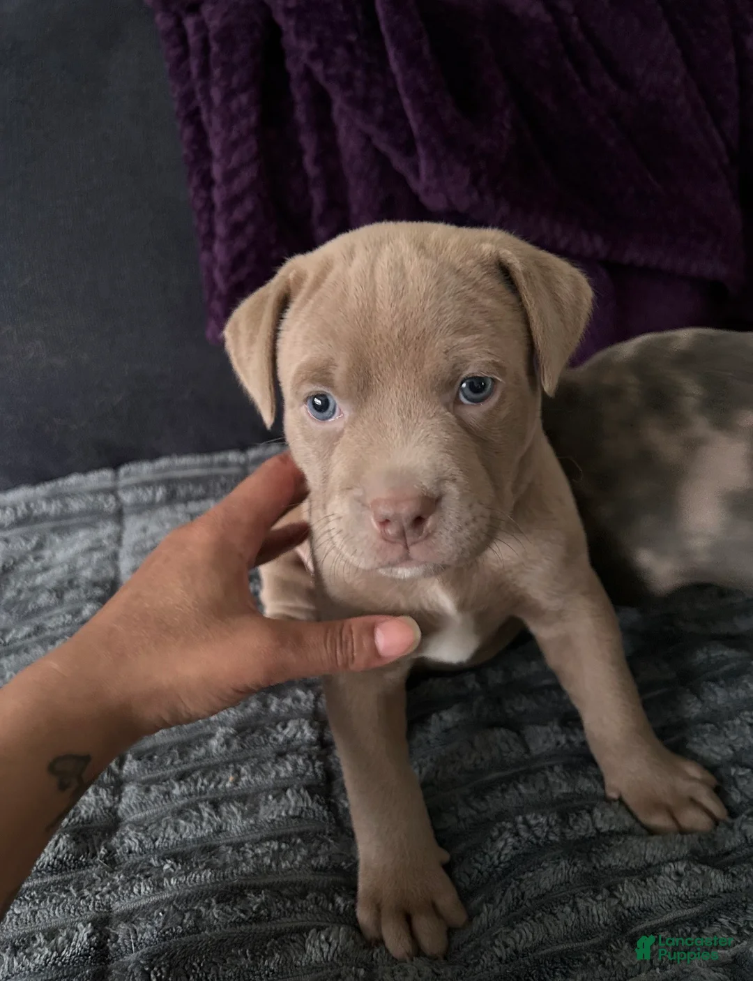 Mixed Breed dogs for sale: Clementine - Ad 1