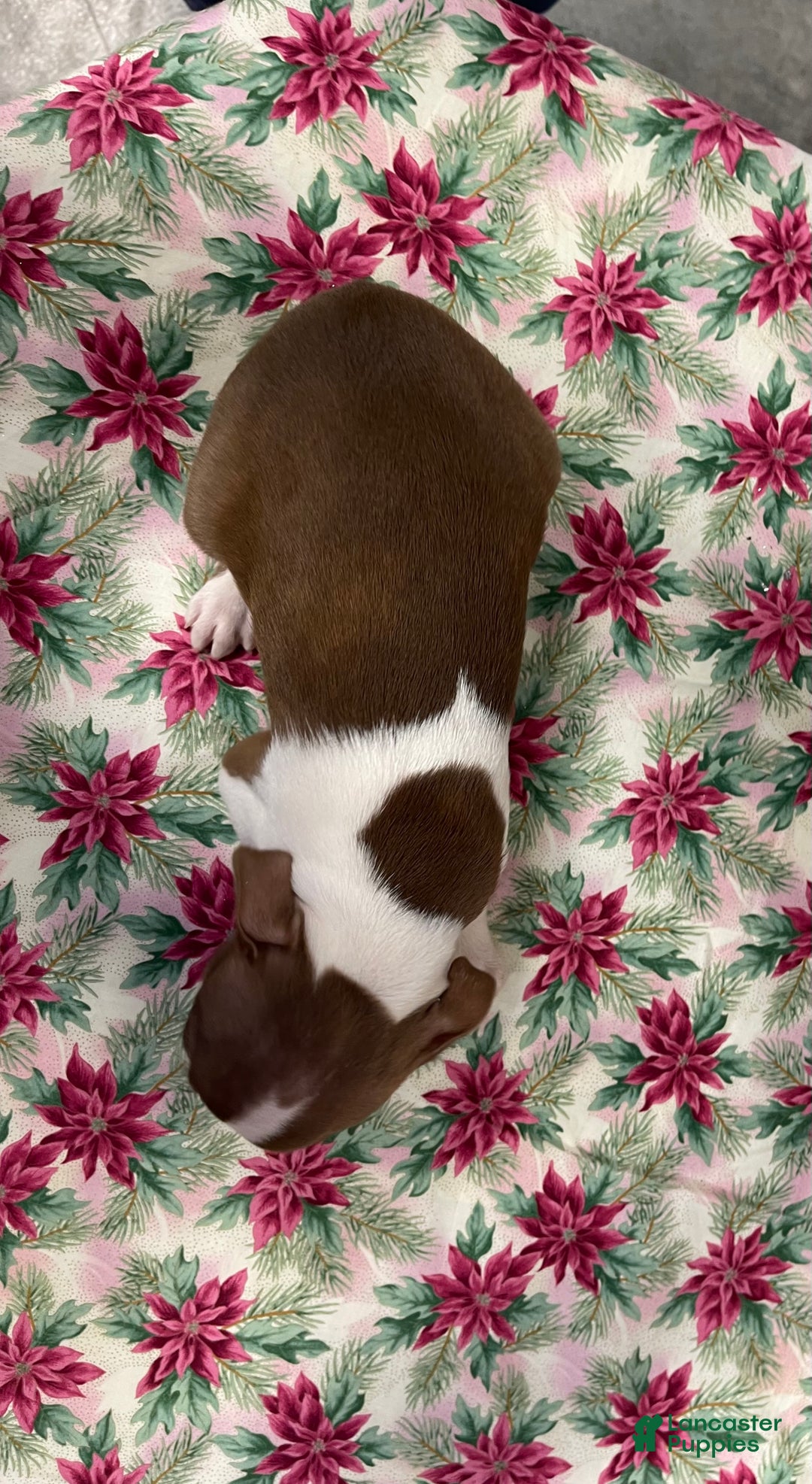 Boston Terrier dogs for sale: Annie - Ad 4