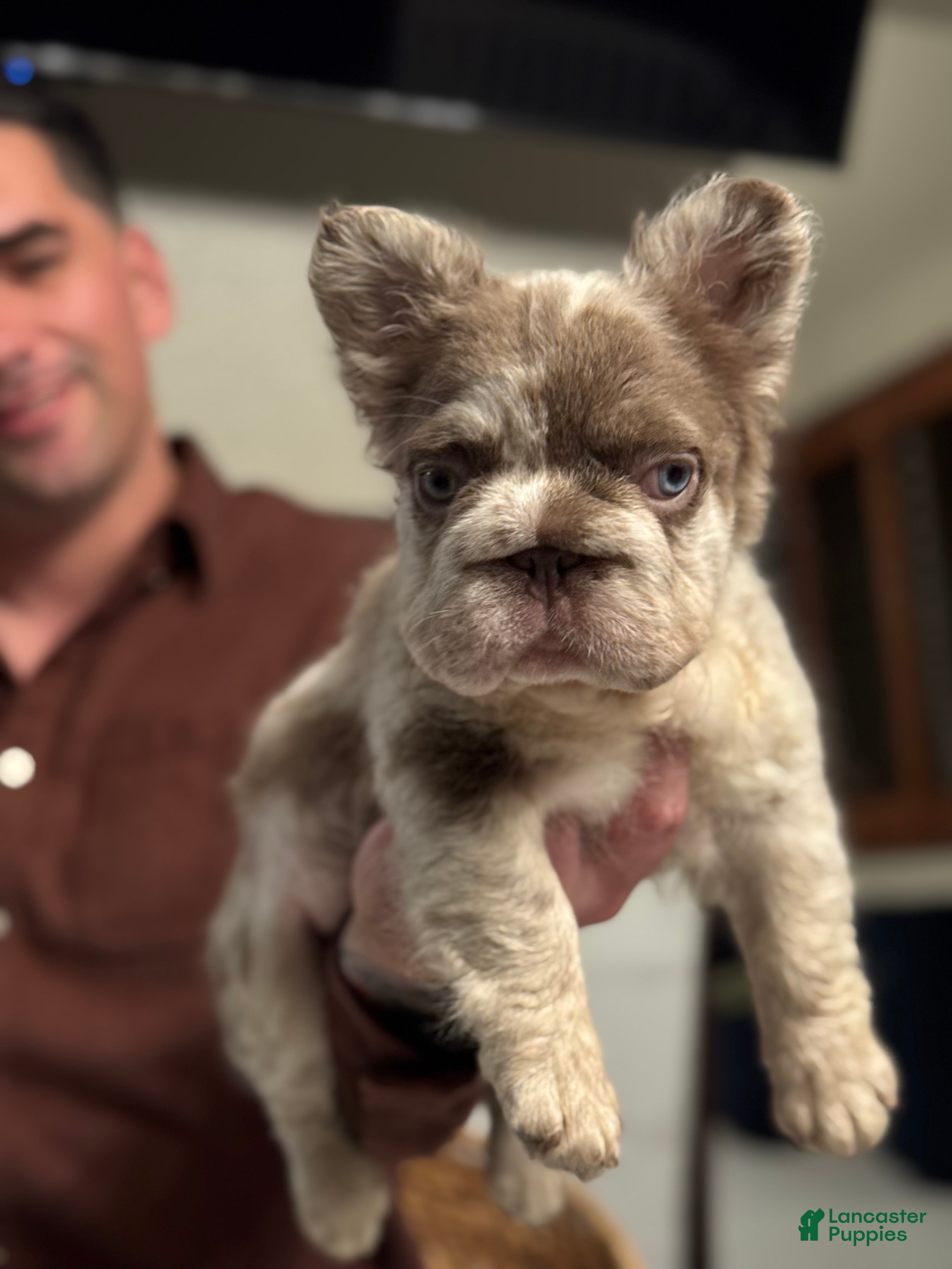 French Bulldog dogs Chanel - Ad 2