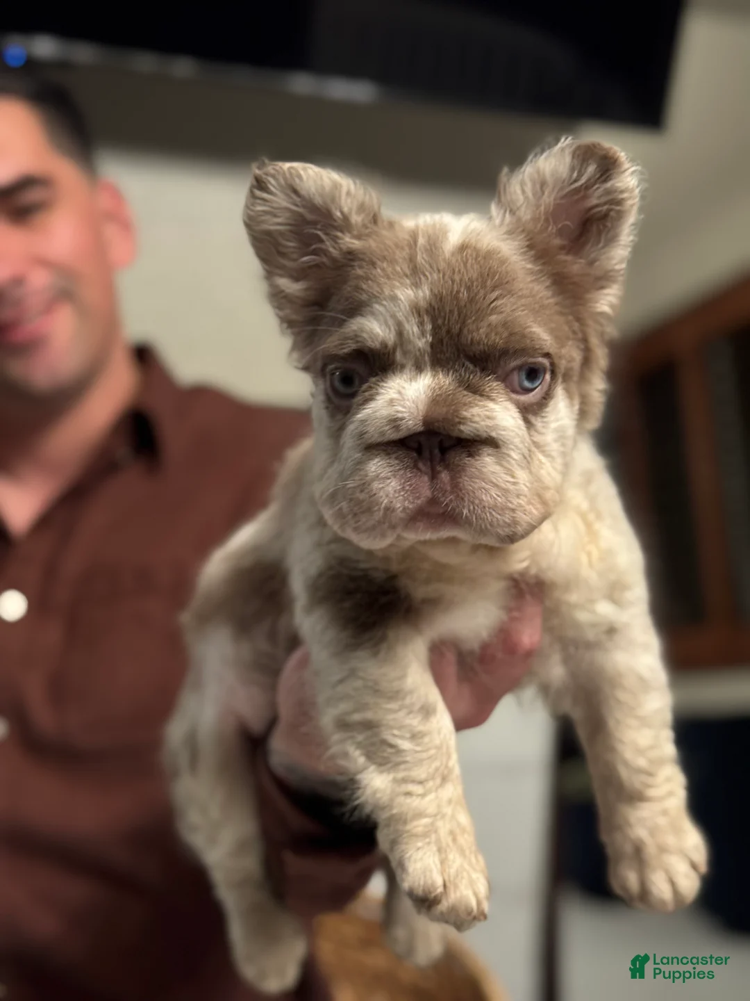 French Bulldog dogs for sale: Chanel - Ad 1