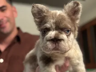 French Bulldog dogs Chanel - Ad 2