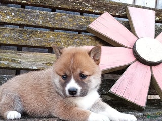 Shiba Inu dogs Stacey - Ad 23