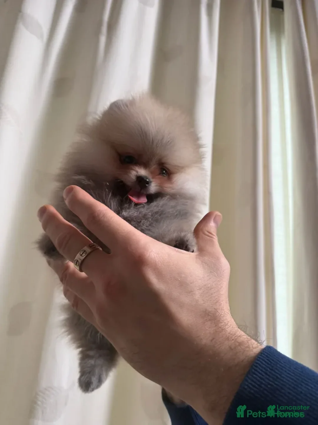Pomeranian dogs for sale: Greg - Ad 4