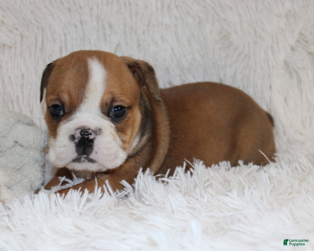English Bulldog dogs for sale: Paige - Ad 2