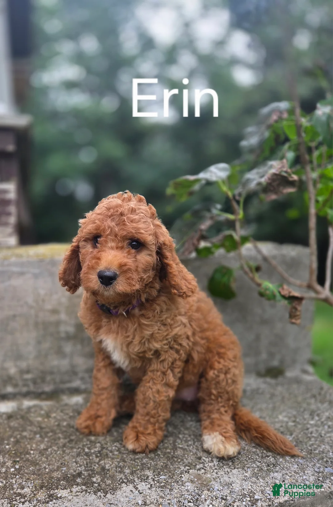 Irish Doodle dogs for sale: Irish Doodle 3 - Ad 1