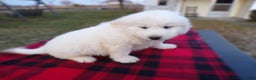 Great Pyrenees dogs for sale: Great Pyrenees Puppy 1 Charles - Ad 3