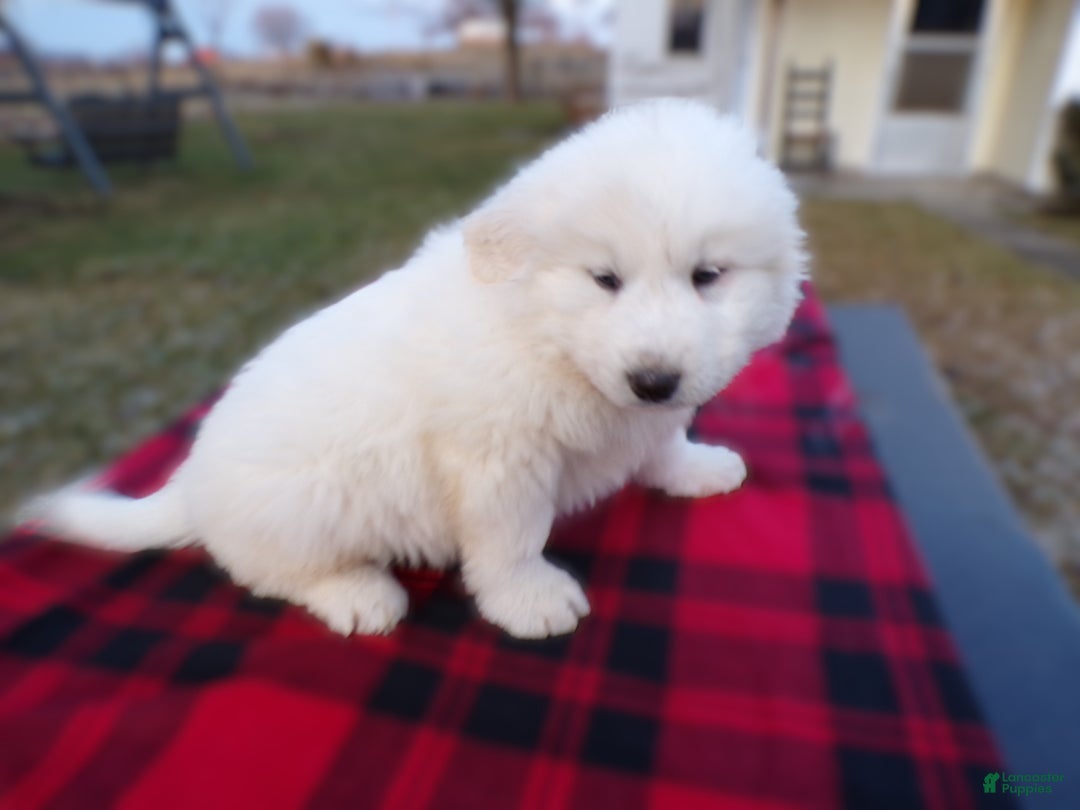 Great Pyrenees dogs for sale: Great Pyrenees Puppy 1 Charles - Ad 3