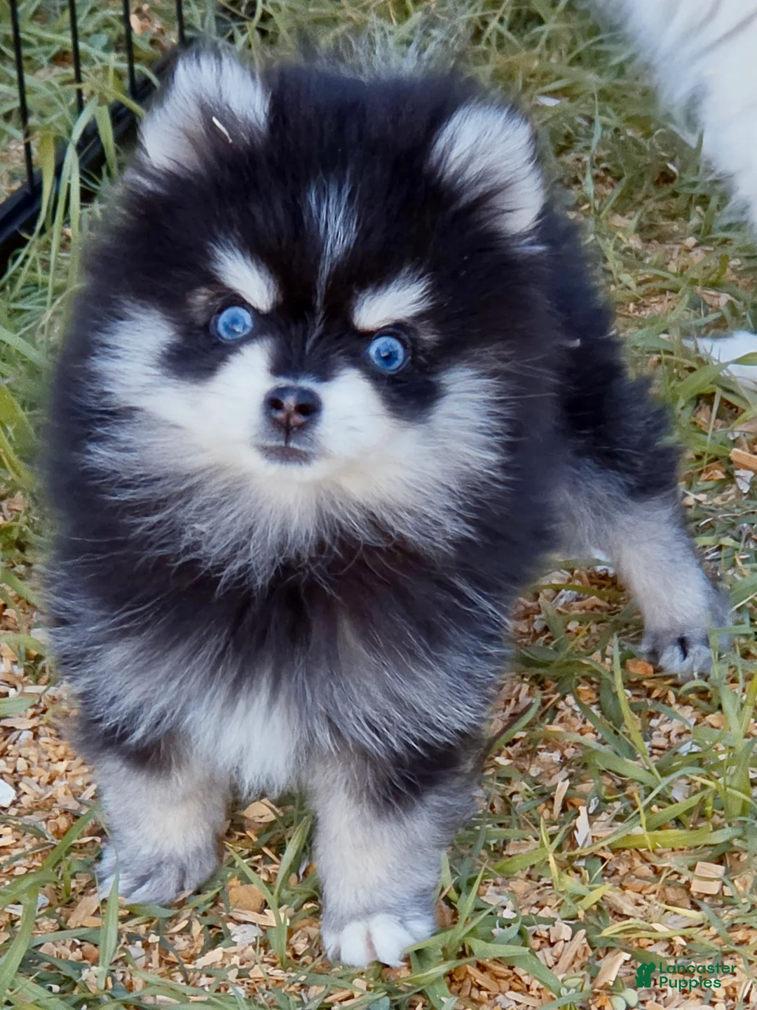 Pomsky dogs for sale: Meeko Raccoon - Ad 1