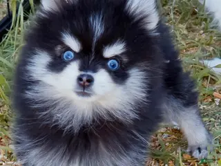 Pomsky dogs for sale: Meeko Raccoon - Ad 2