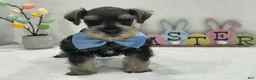 Miniature Schnauzer dogs for sale: Gypsy Male 1 - Ad 2