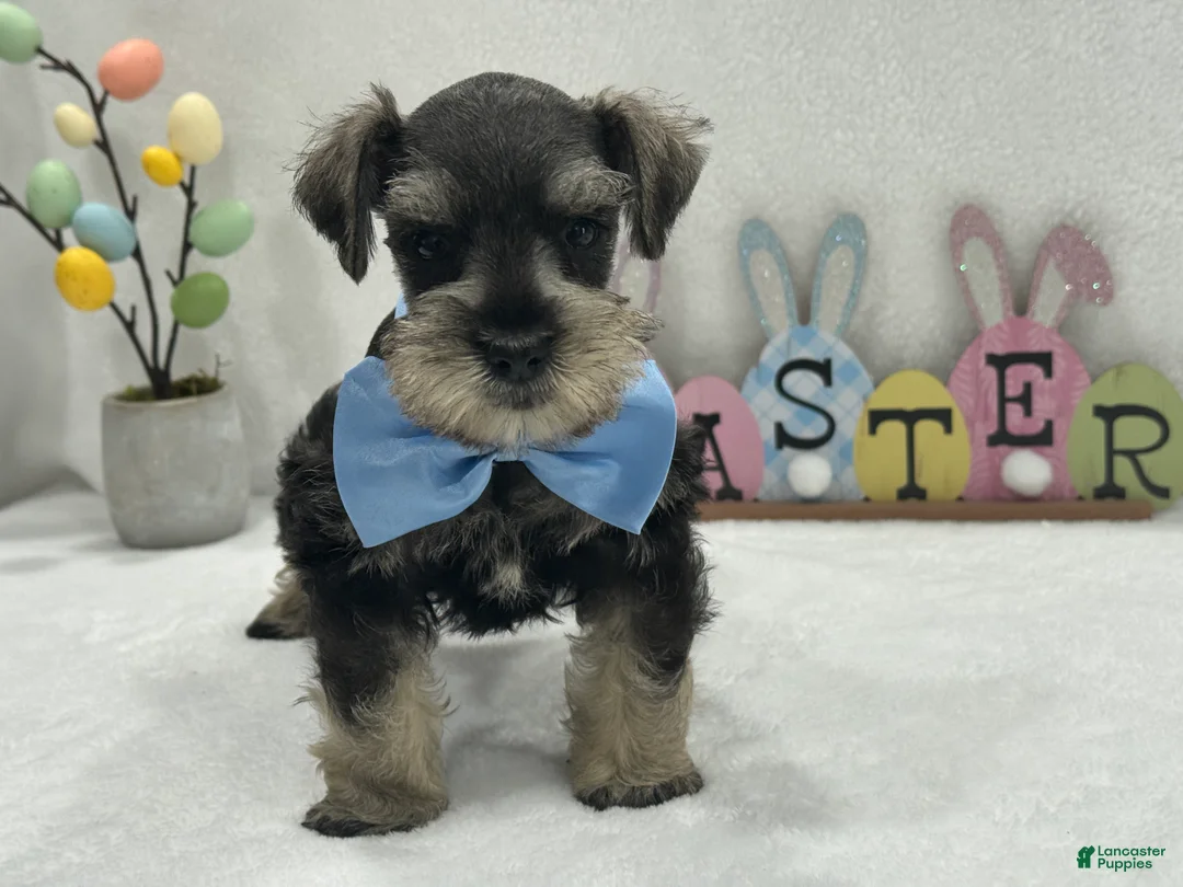 Miniature Schnauzer dogs for sale: Gypsy Male 1 - Ad 2