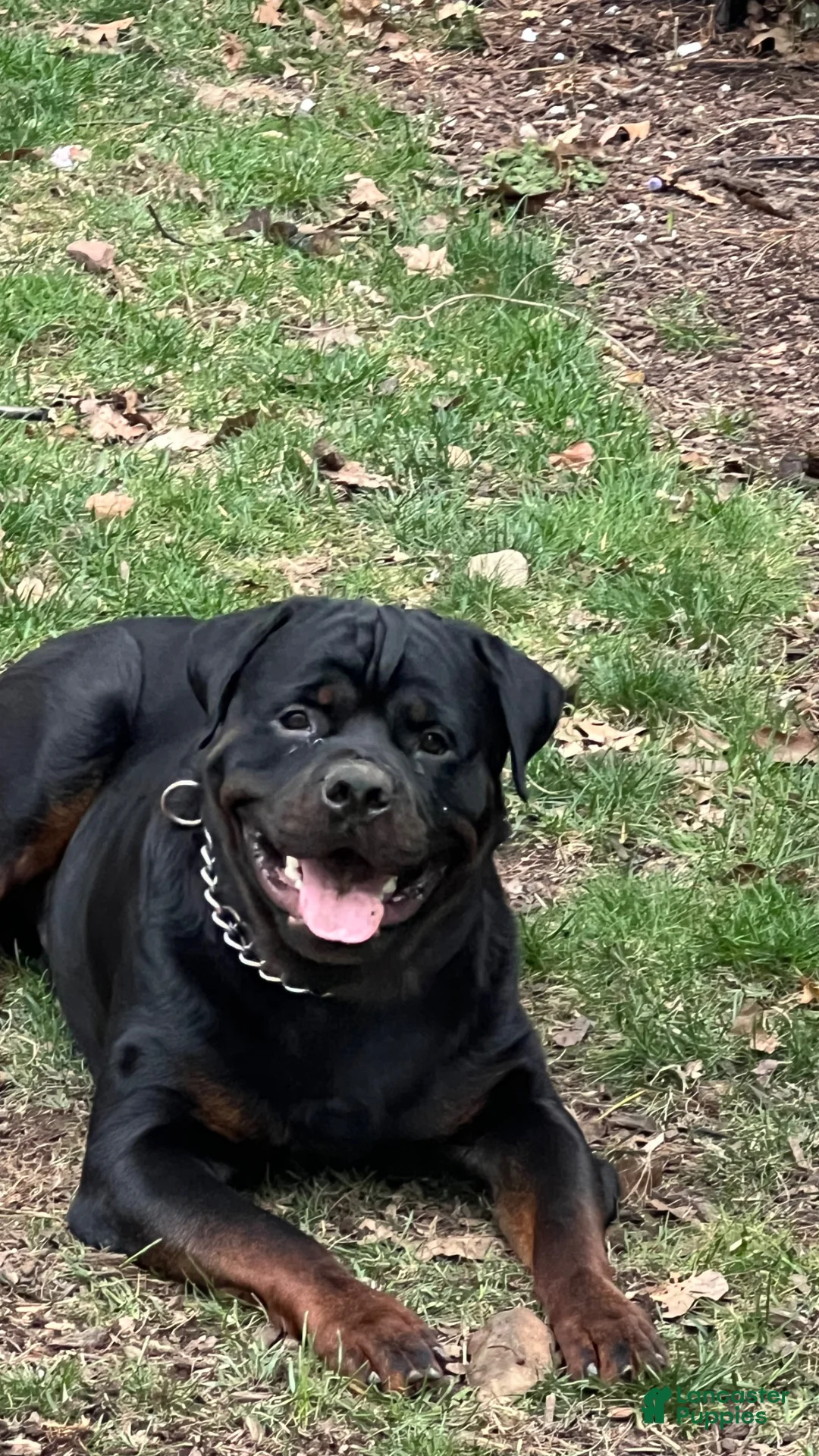 Rottweiler dogs for stud: Ace Rottweiler - Ad 1