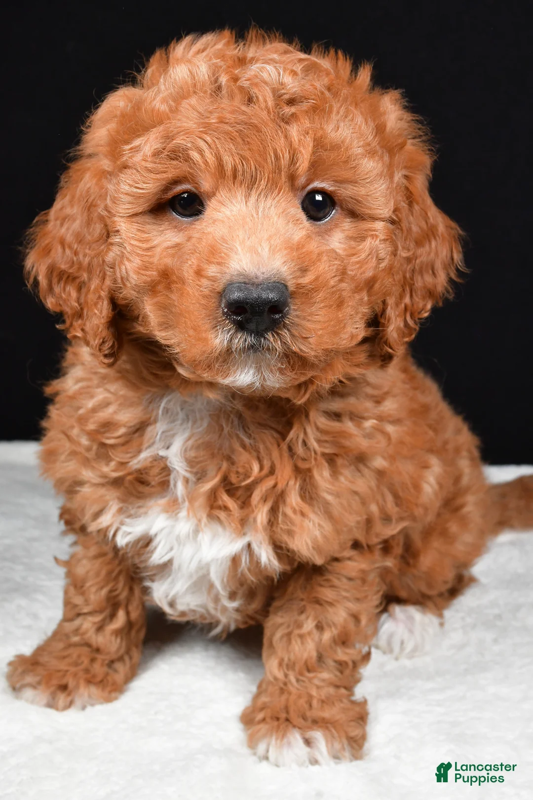 Mixed Breed dogs for sale: Justin - Ad 2