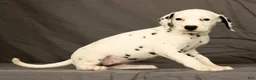 Dalmatian dogs for sale: Rita - Ad 6