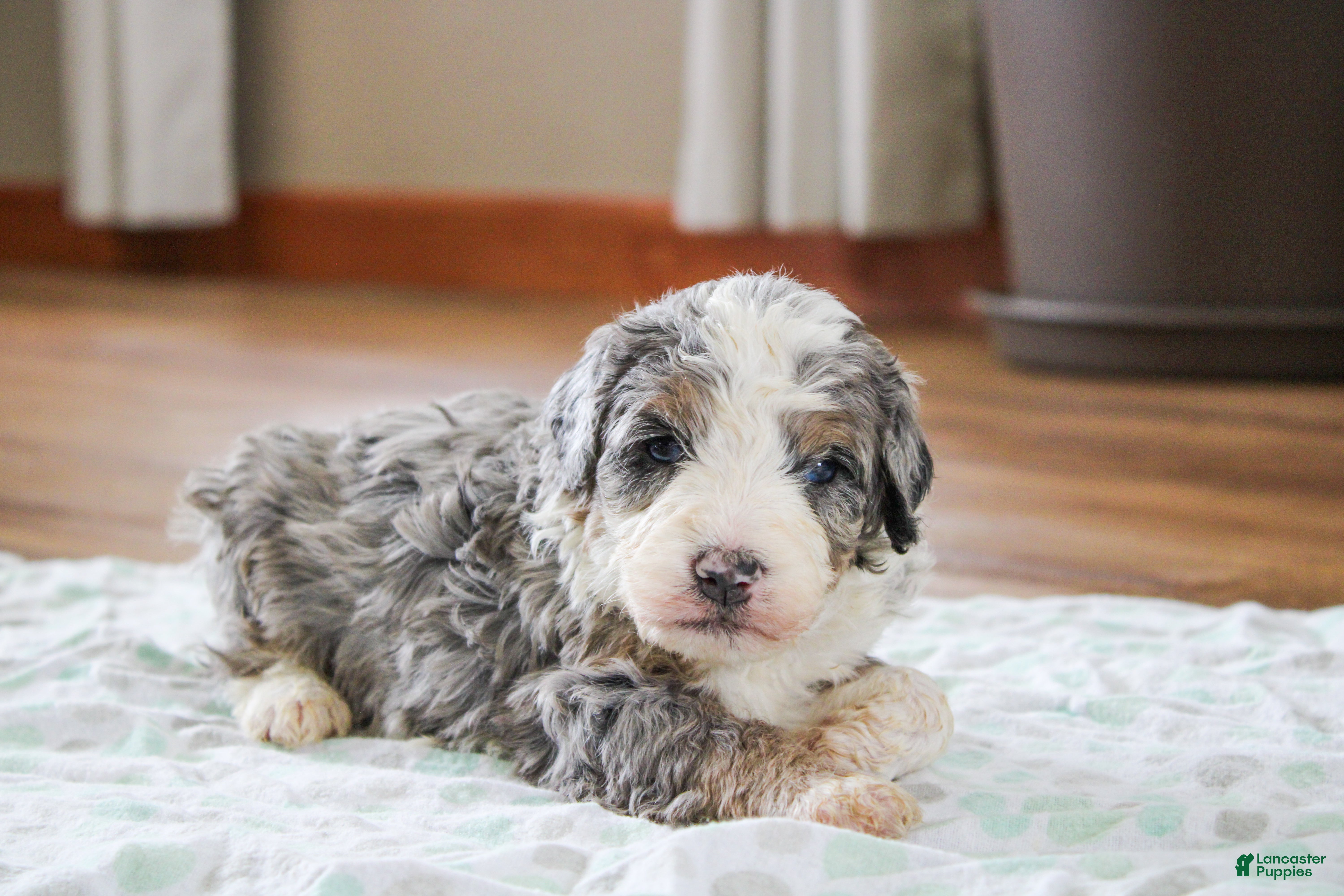 Mini Bernedoodle dogs Prince - Ad 1