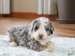 Mini Bernedoodle dogs for sale: Prince - Ad 2