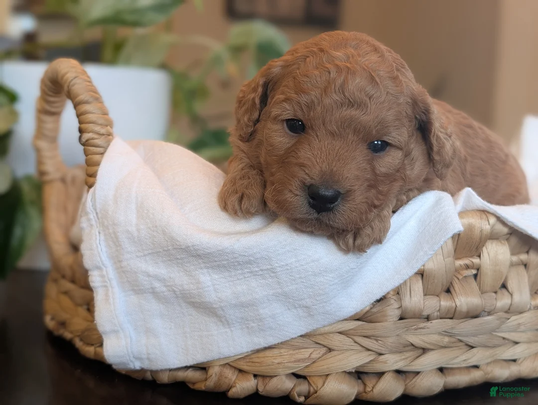 Mini Goldendoodle dogs for sale: Poppy - Ad 1