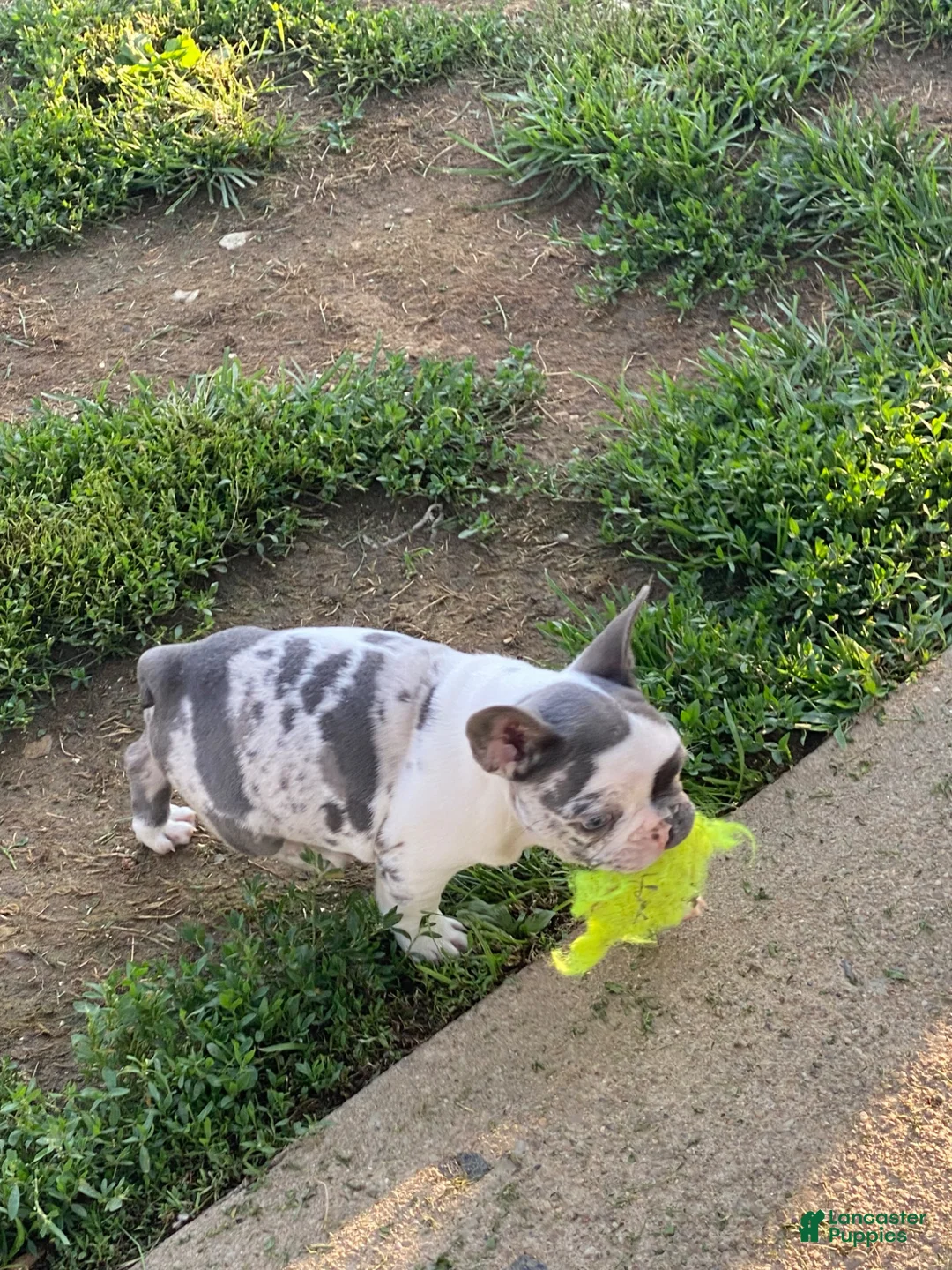 French Bulldog dogs for sale: French Bulldog 2 - Ad 2