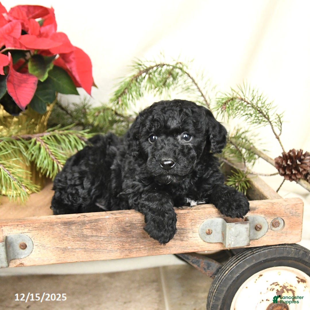 Sheltiedoodle dogs for sale: Midnight - Ad 2