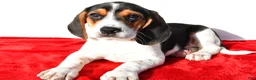 Beagle dogs for sale: Marie - Ad 6