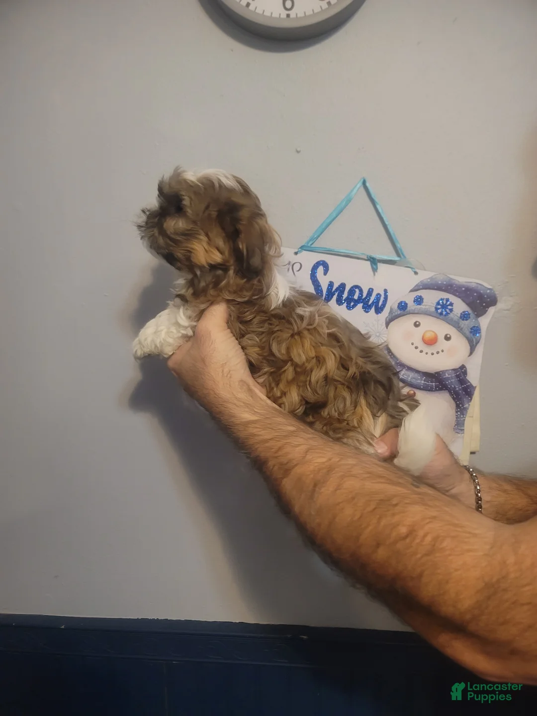 Shih Tzu dogs for sale: Max - Ad 3