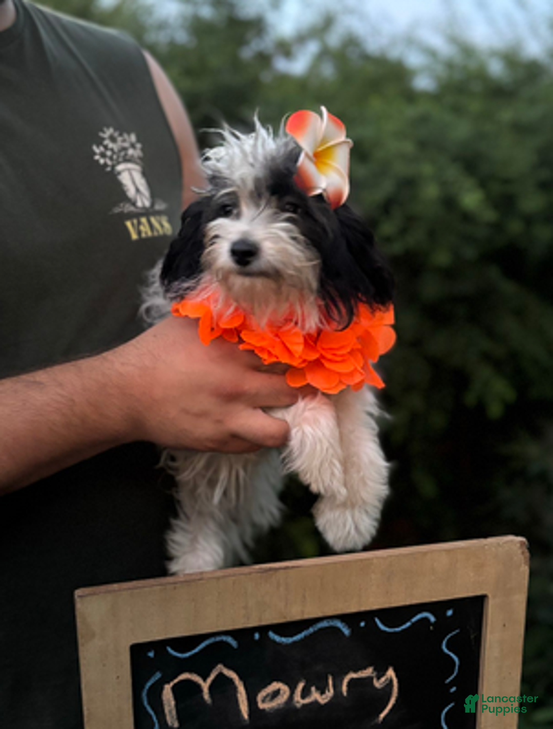 Aussiedoodle dogs for sale: Patty - Ad 4