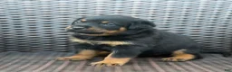 Rottweiler dogs for sale: Ky - Ad 5