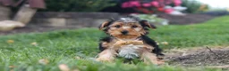 Yorkiepoo dogs for sale: Myles - Ad 3