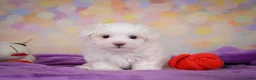 Maltese dogs for sale: Peanut - Ad 2