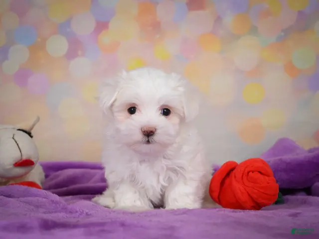 Maltese dogs for sale: Peanut - Ad 2