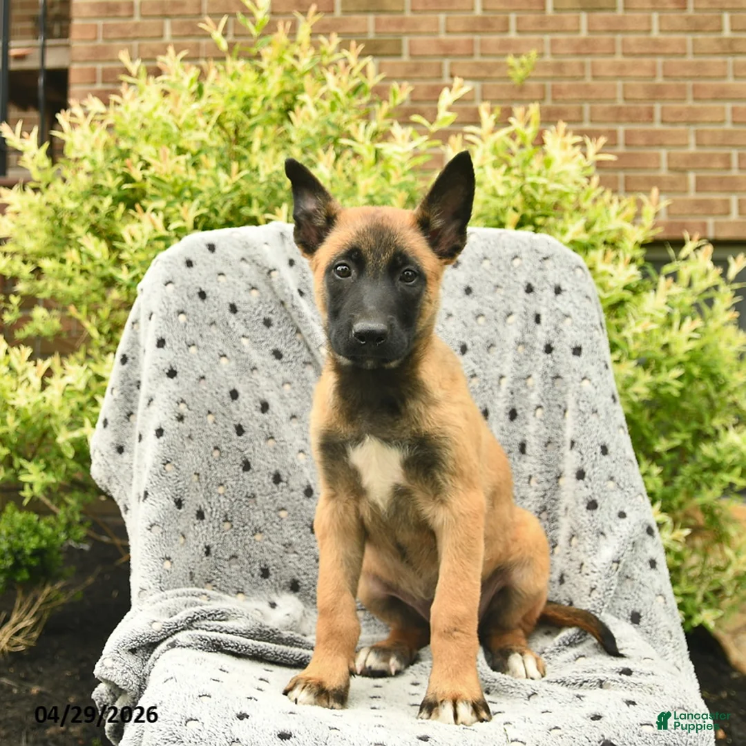 Belgian Malinois dogs for sale: Tulip  - Ad 2