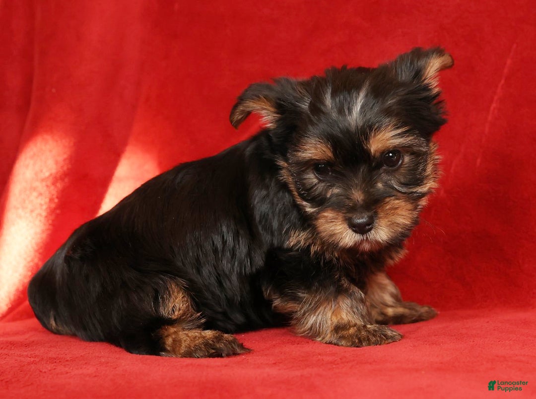 Yorkshire Terrier dogs for sale: Cocoa - Ad 4