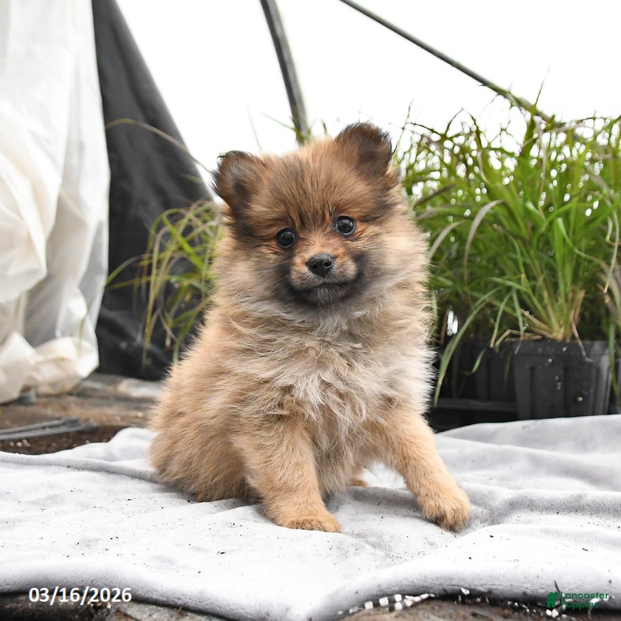 Pomeranian dogs Daphne - Ad 1