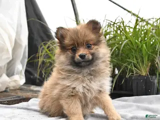 Pomeranian dogs for sale: Daphne - Ad 2