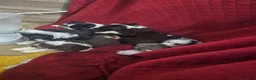 Miniature Australian Shepherd dogs for sale: Miniature Australian Shepherd 1 - Ad 5