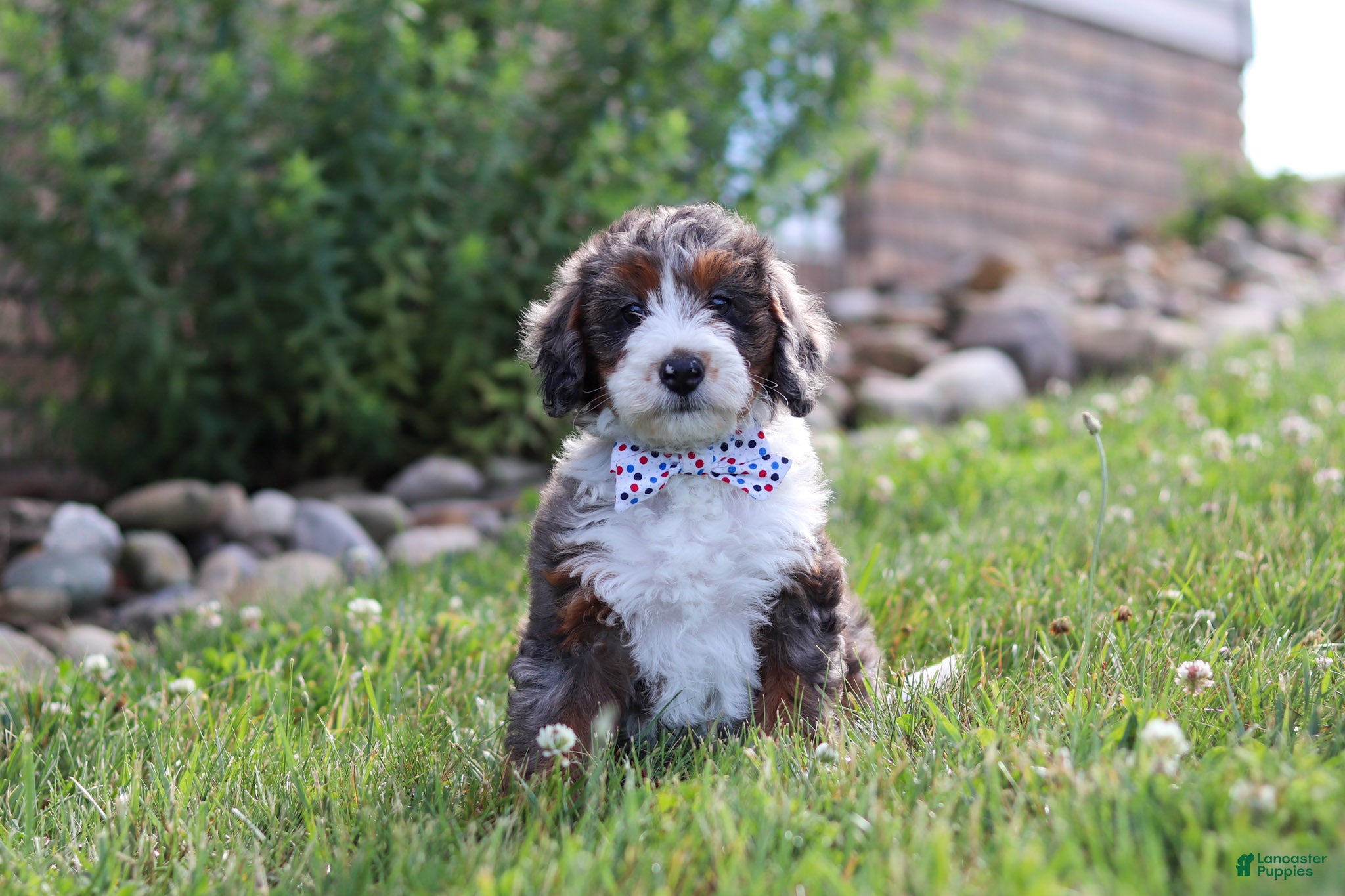 Mini Bernedoodle dogs Danica - Ad 1