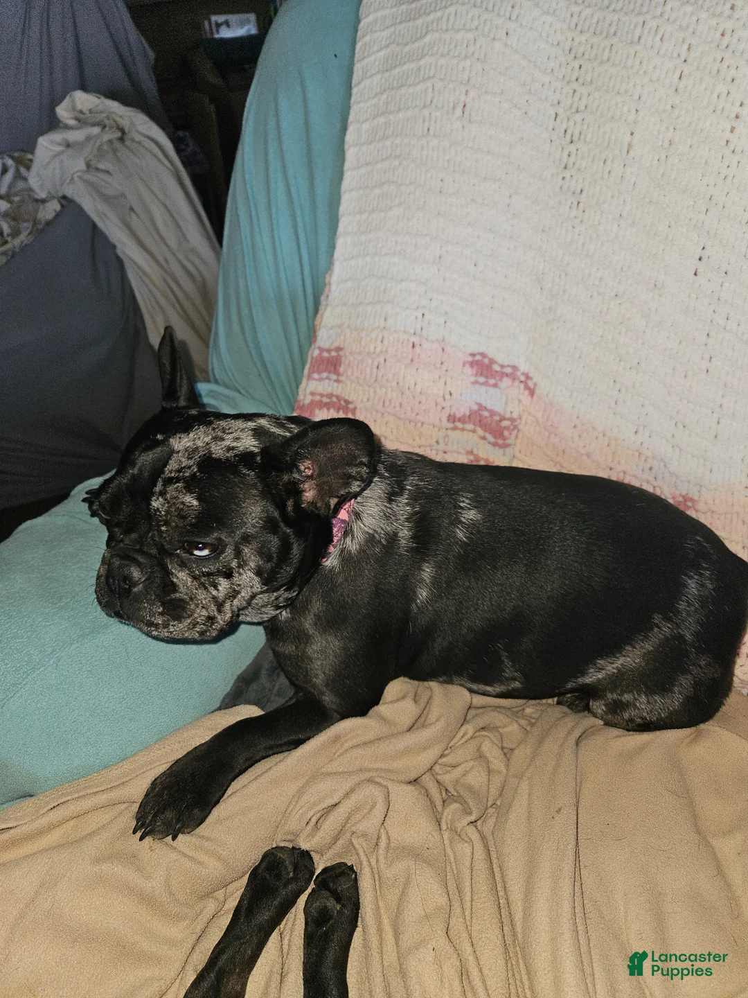 French Bulldog dogs for sale: French Bulldog Puppy 1 - Ad 6