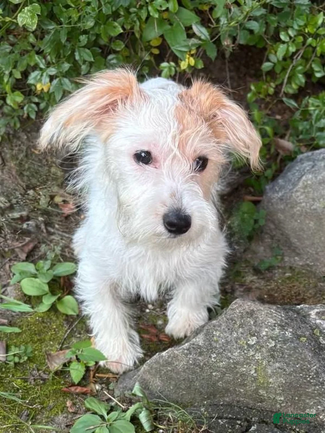 Morkie dogs for sale: Star - Ad 3