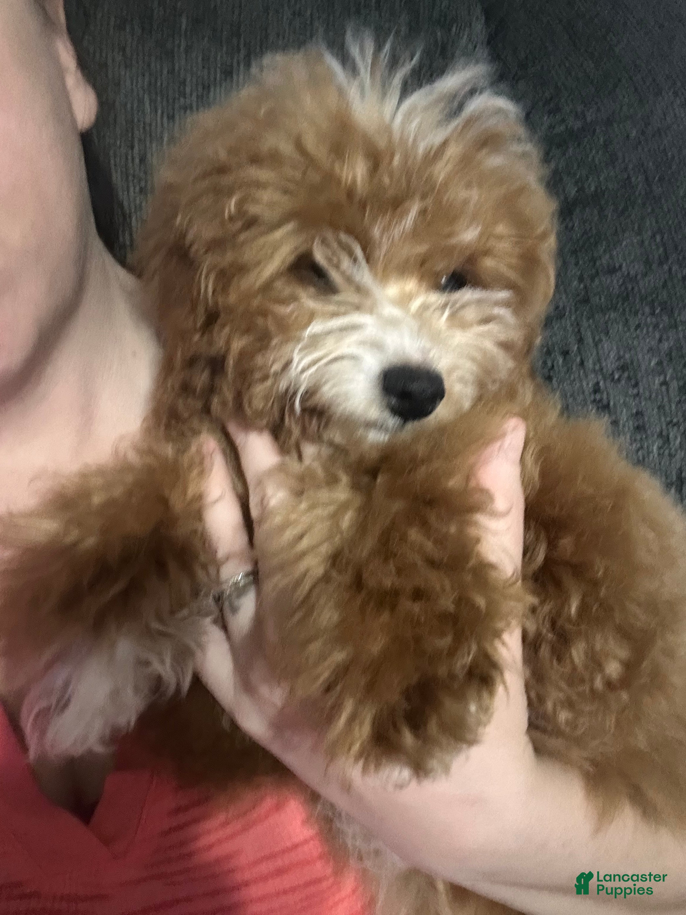 Mini Goldendoodle dogs Adeline  - Ad 12