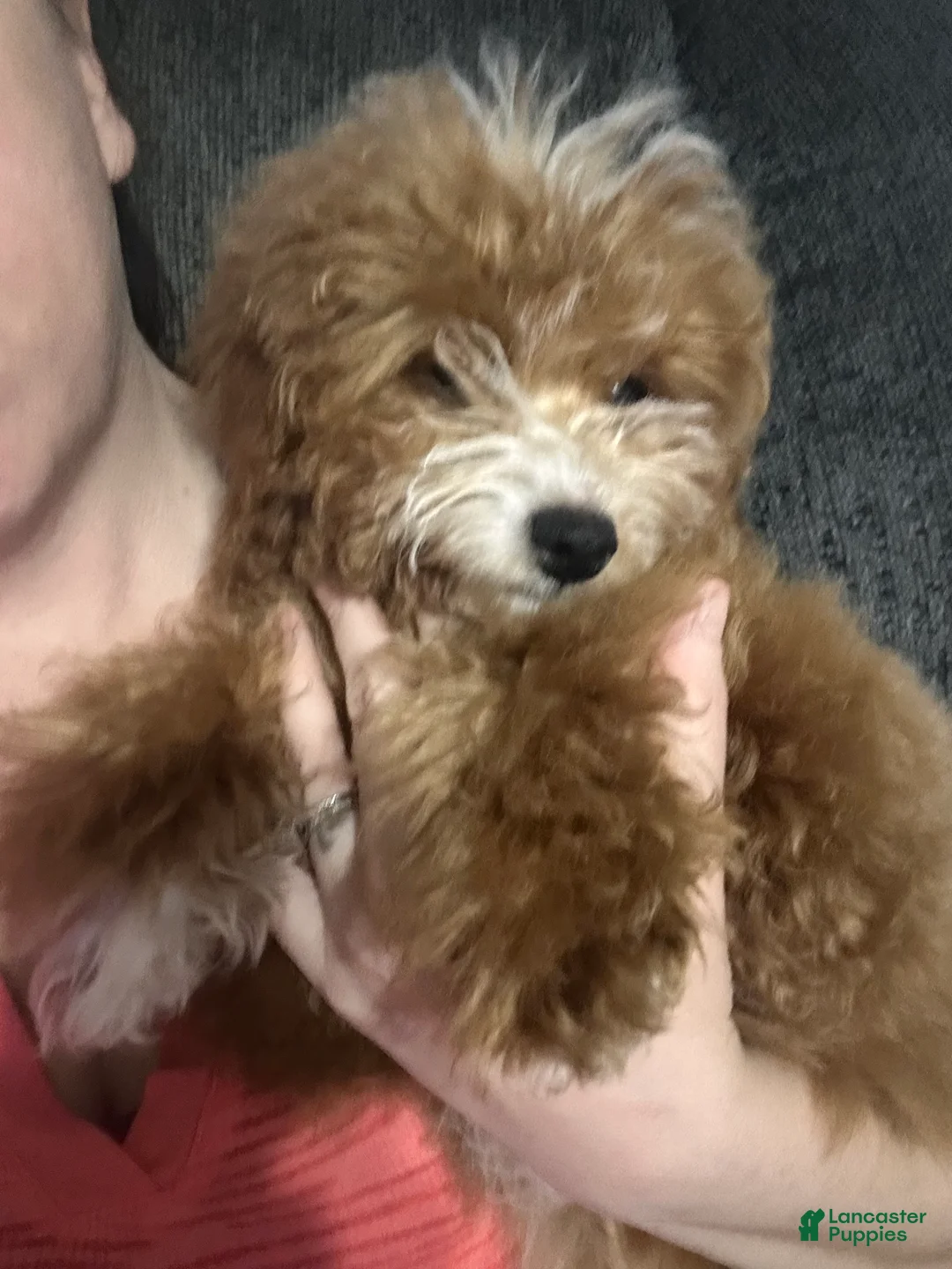 Mini Goldendoodle dogs for sale: Adeline  - Ad 1