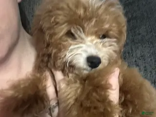 Mini Goldendoodle dogs Adeline - Ad 24