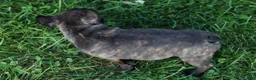 Frenchton dogs for sale: MISTY - Ad 12