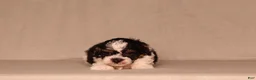 Miniature Poodle dogs for sale: Dawson - Ad 3