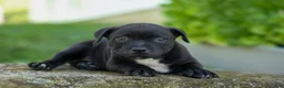 Staffordshire Bull Terrier dogs for sale: Maverick🩵 - Ad 9