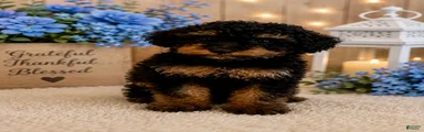 Miniature Poodle 4- Brody