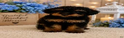 Miniature Poodle dogs for sale: Miniature Poodle 4- Brody - Ad 1