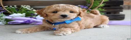Maltipoo dogs for sale: Bentley  - Ad 6