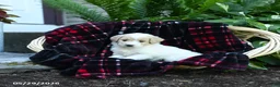 Goldendoodle dogs for sale: Pearl - Ad 2