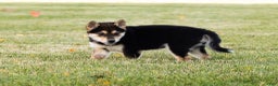 Shiba Inu dogs for sale: Lacy  - Ad 13