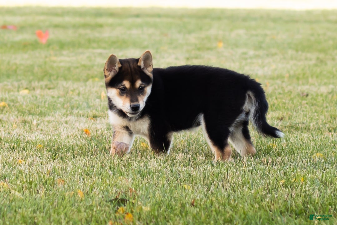 Shiba Inu dogs for sale: Lacy  - Ad 13